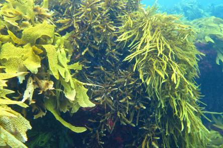 Seaweed:  The Miracle Food